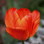 喵呜的头像-琉璃社区